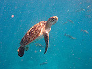 Picture 'Th1_0_2620 Green Turtle, Thailand'